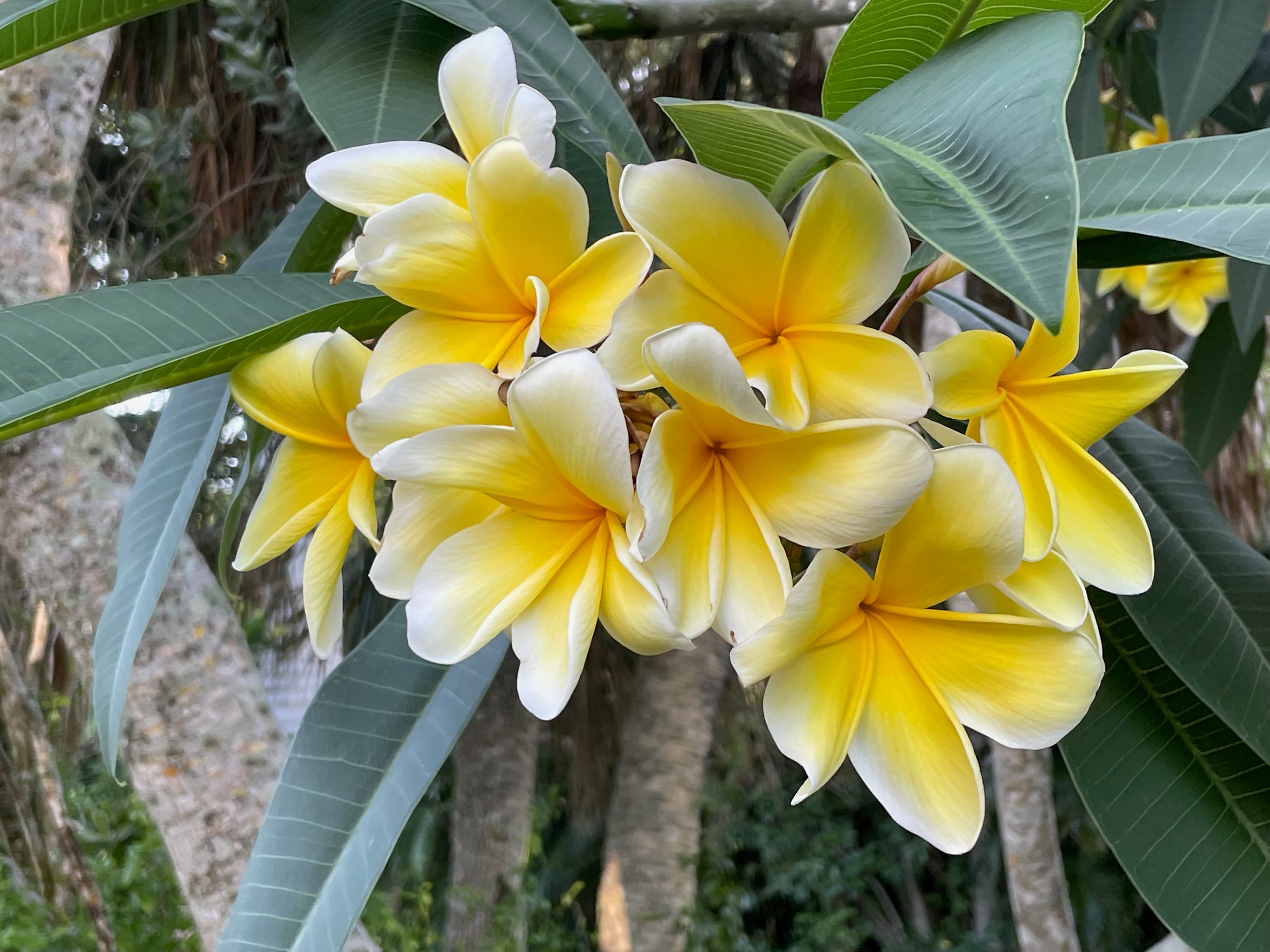 Biking Sanibel Island — The Best Way to See the Island