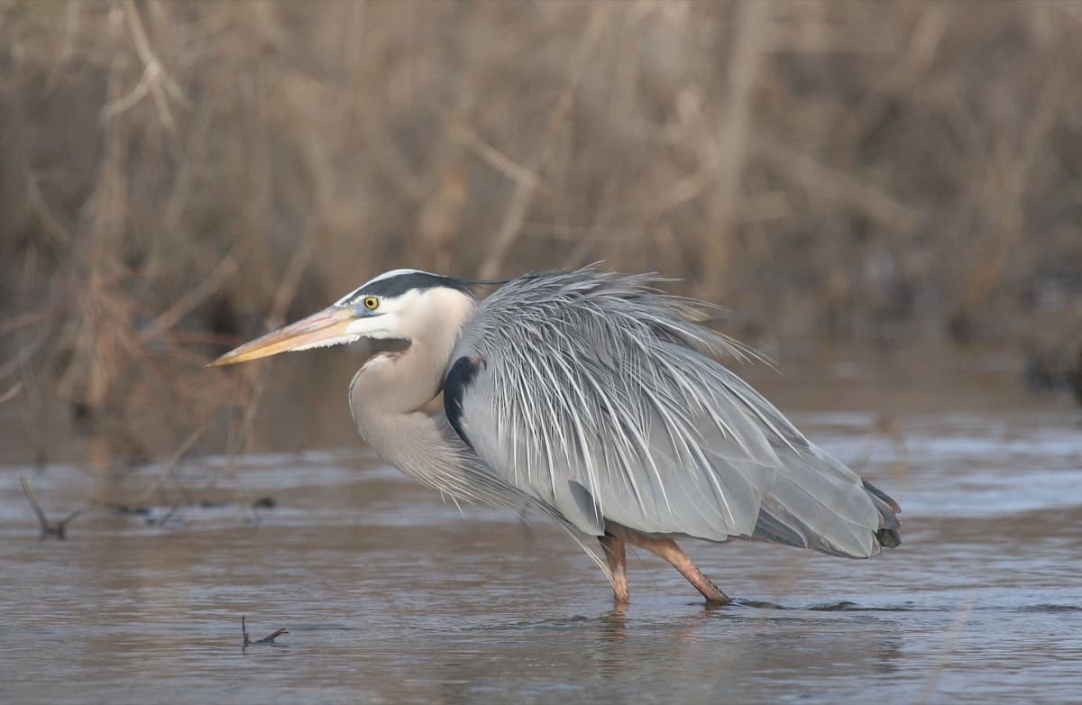 Visiting Ding Darling Wildlife Refuge: Tips & Guide