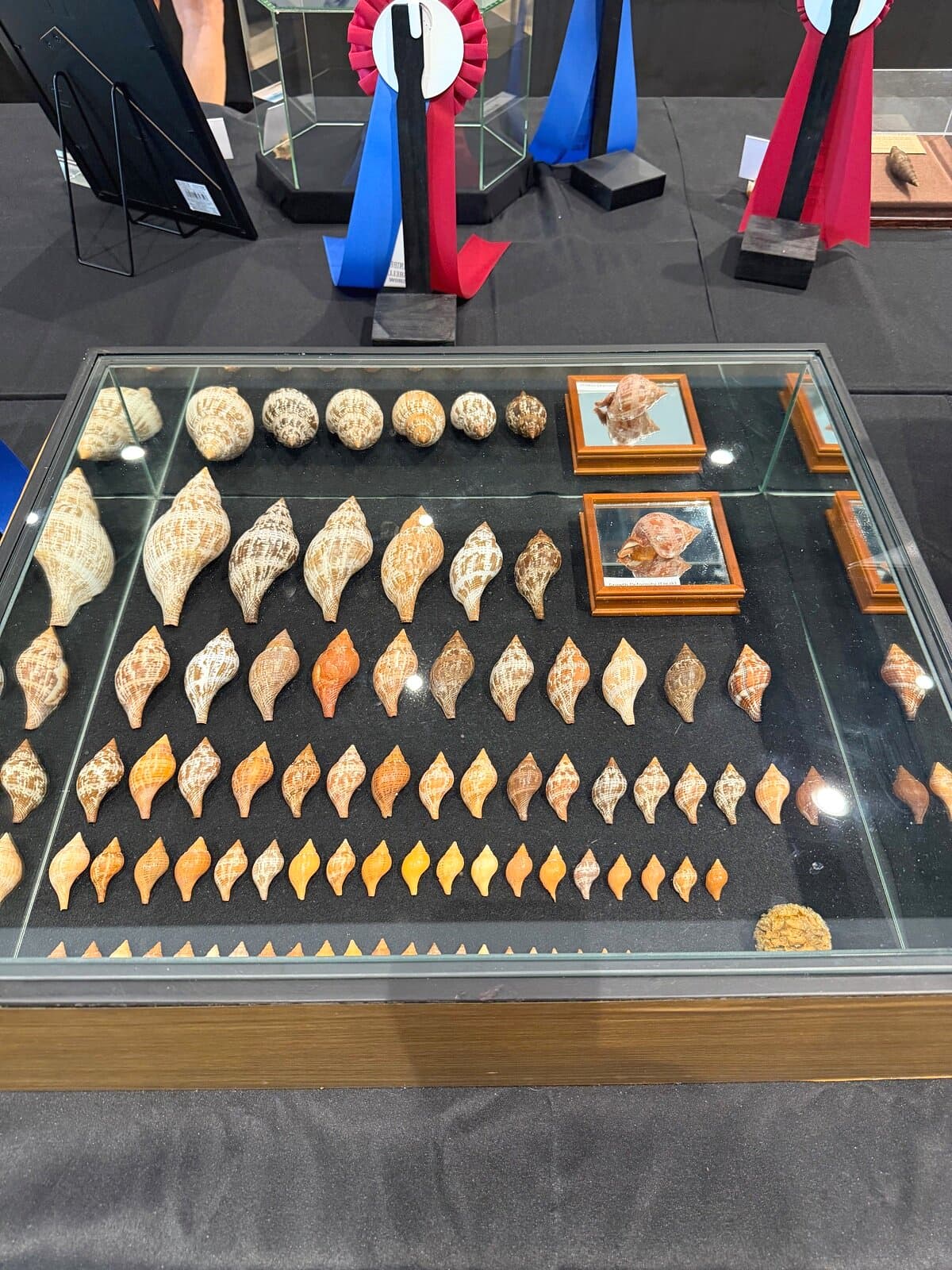 The Sanibel Shell Show — 88 Years of Island Tradition