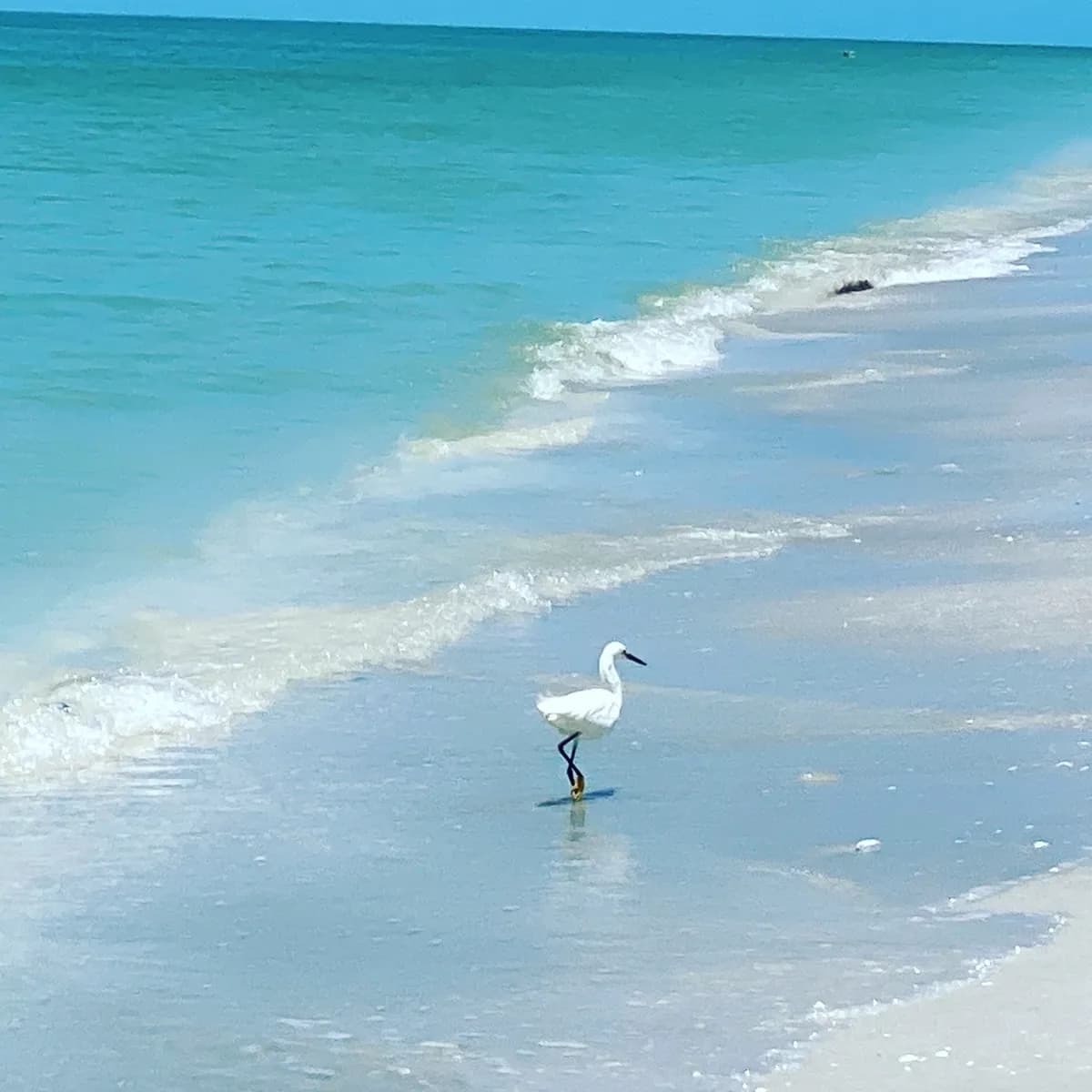 Snowy egret standing on Sanibel Island shoreline with gentle waves