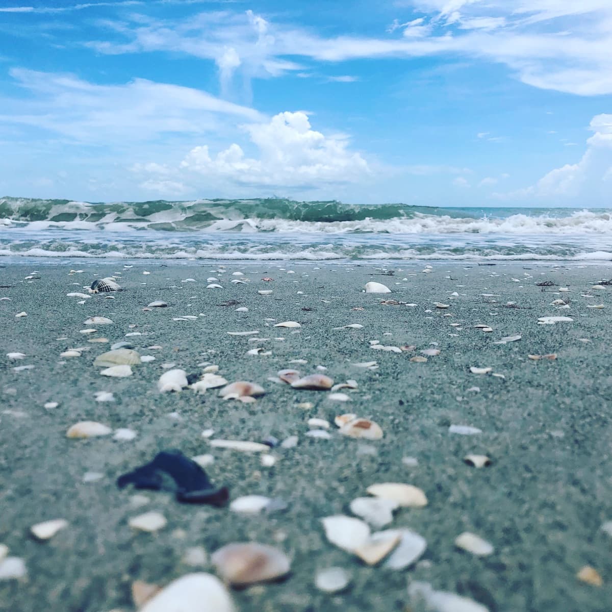 Colorful seashells collected on Sanibel Island beach