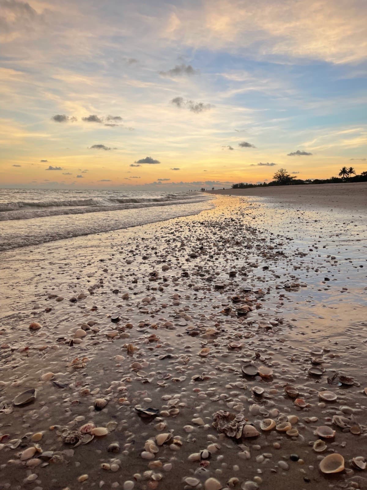 Shells on Sanibel Island beach