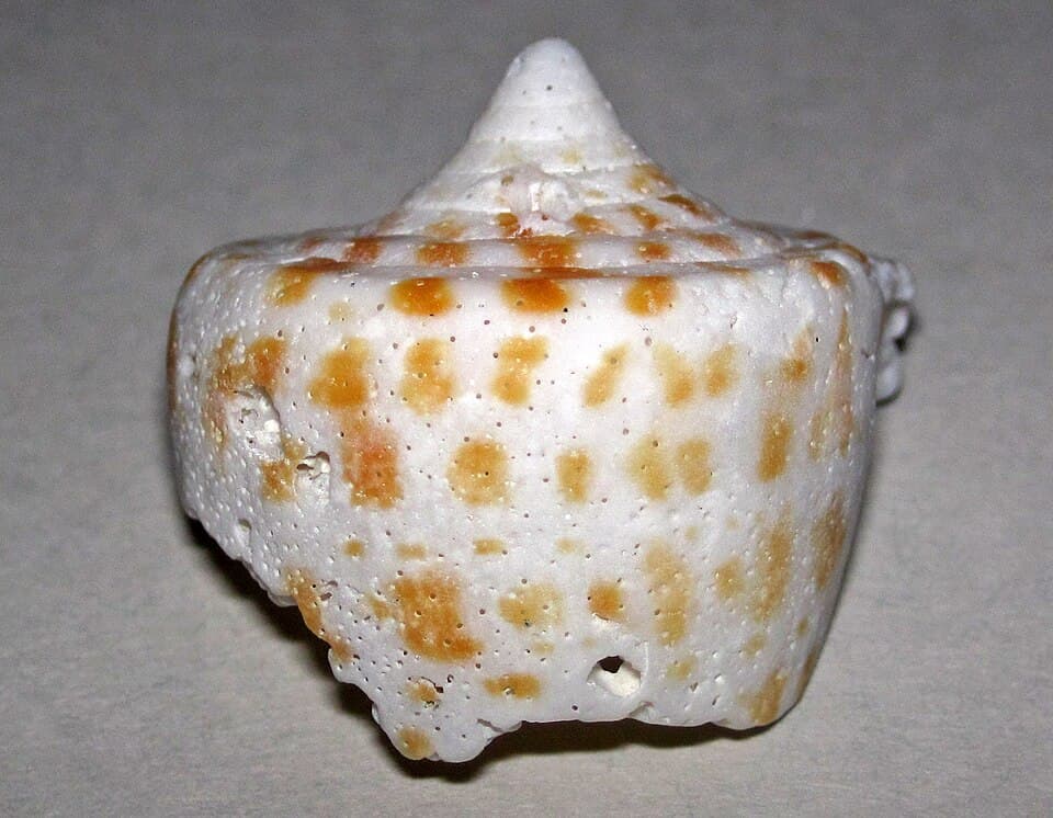 Alphabet Cone