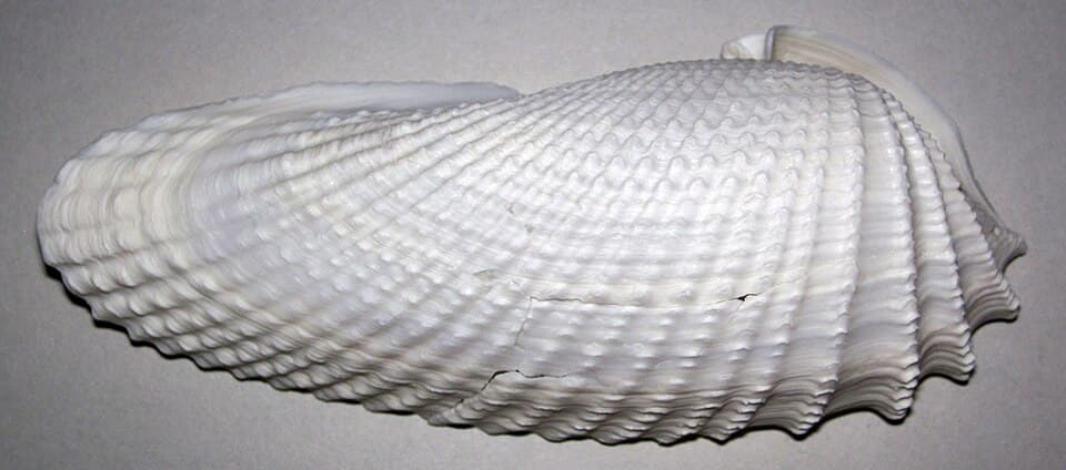 Angel Wing