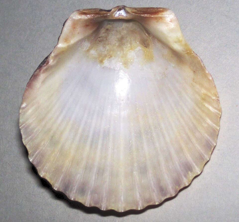 Calico Scallop