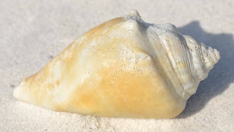 Fighting Conch