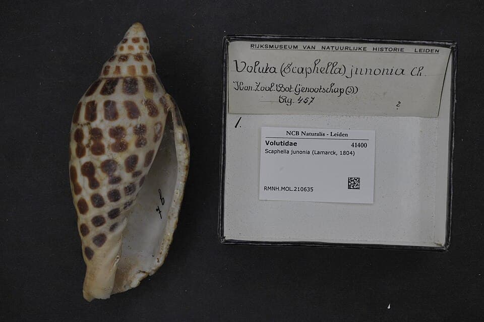 Junonia
