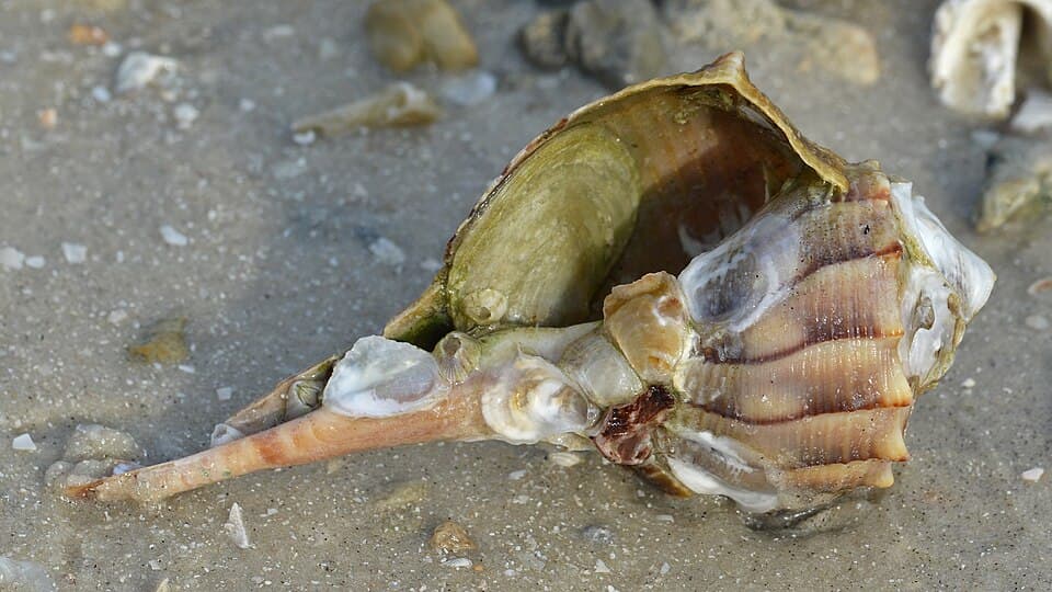 Lightning Whelk