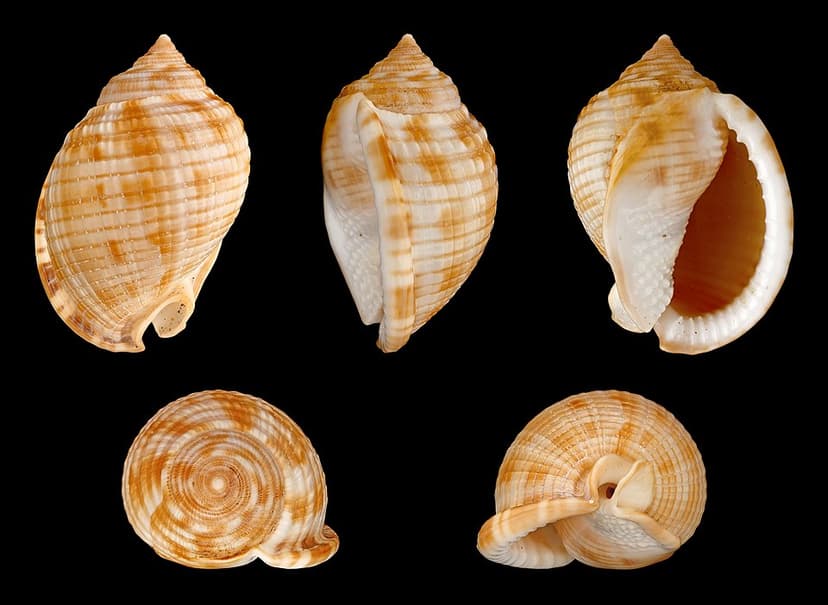 Kentucky Shells Sanibel Island Shelling Guide: Beaches, Tips & Shell ID