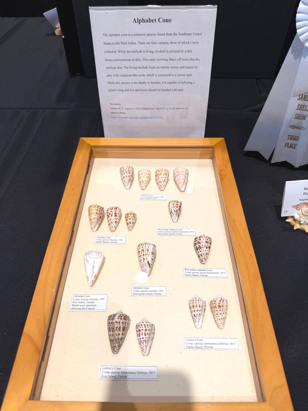 Alphabet cone collection with third place ribbon — patterned cone shells