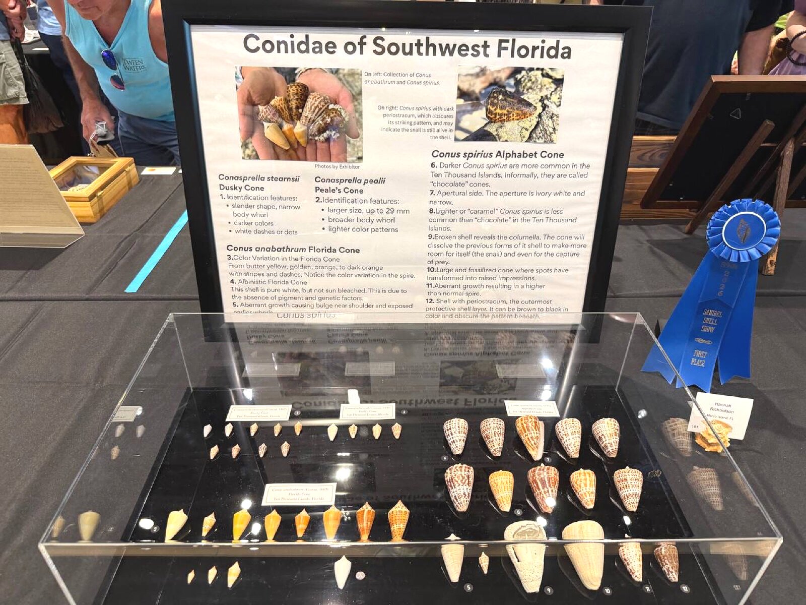 Conidae of Southwest Florida exhibit with blue ribbon and identification guide