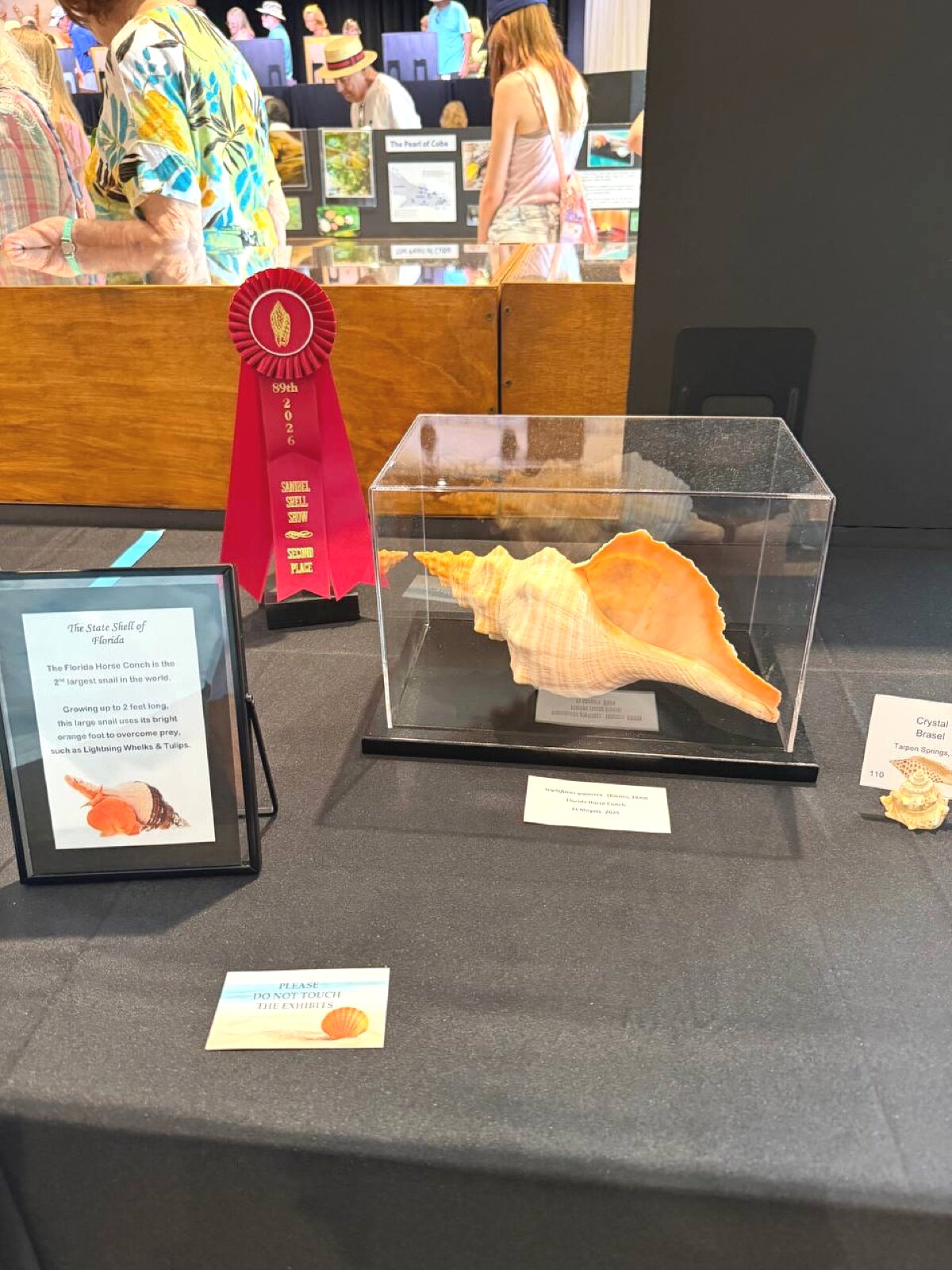 Florida Horse Conch in glass case with red second place ribbon