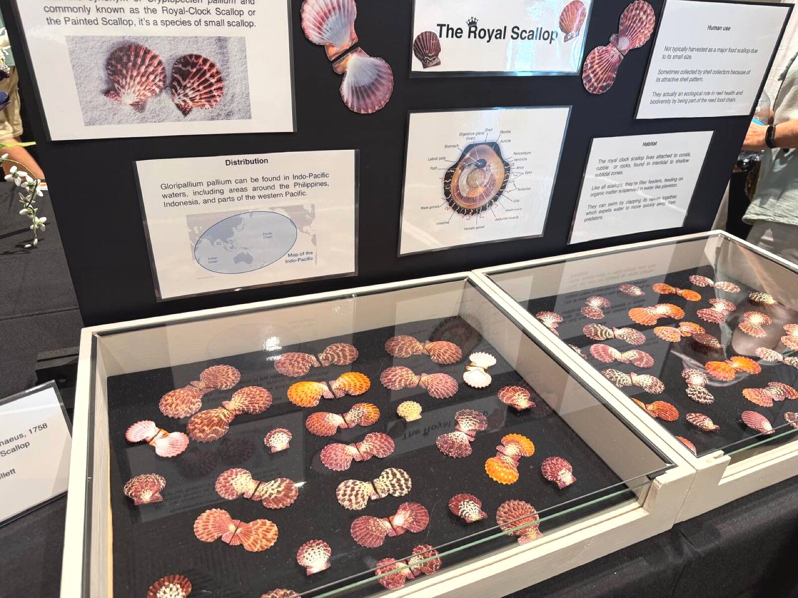 Royal Scallop collection — vivid reds, oranges, and purples with educational panels