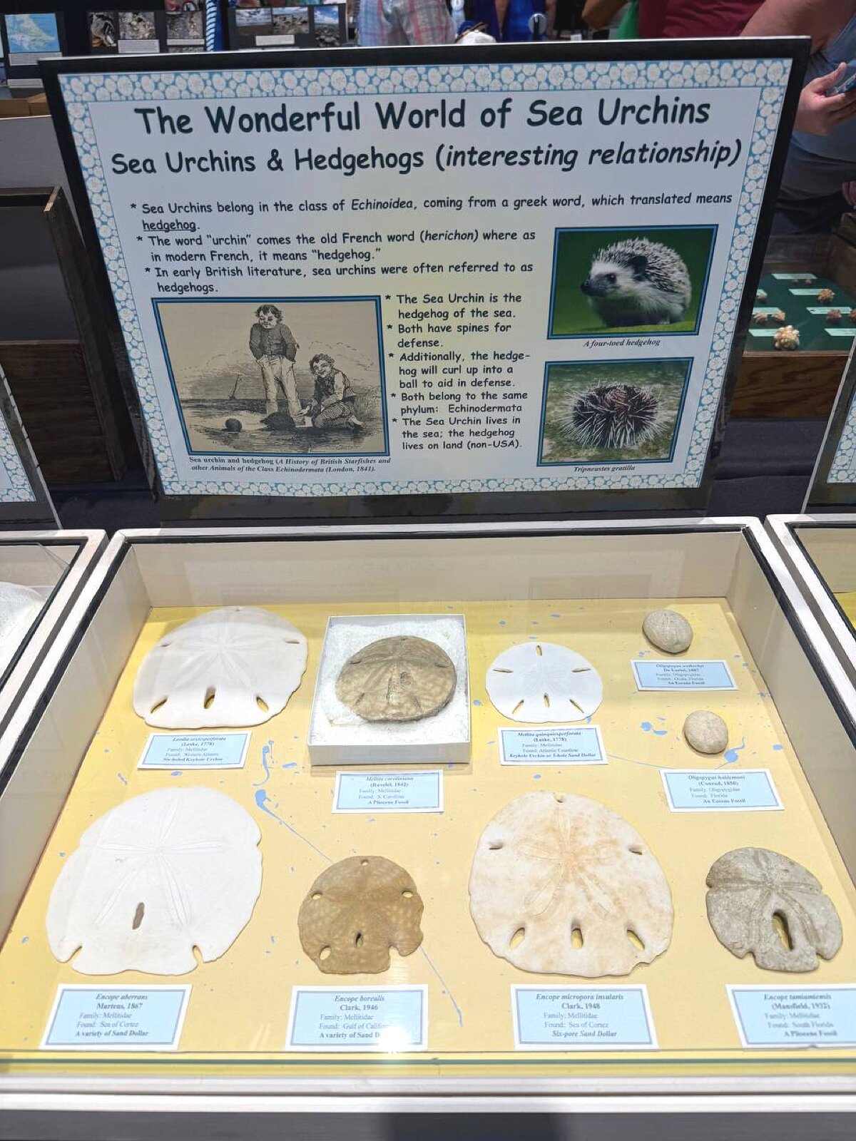 Sea urchins and hedgehogs educational exhibit with sand dollars
