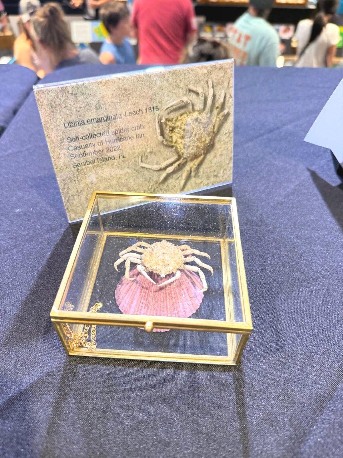 Spider crab specimen from Hurricane Ian — preserved in glass case on pink shell