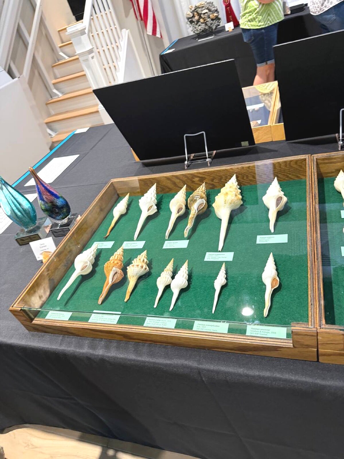 Fusinus spindle shell collection on green velvet — elegant, elongated specimens