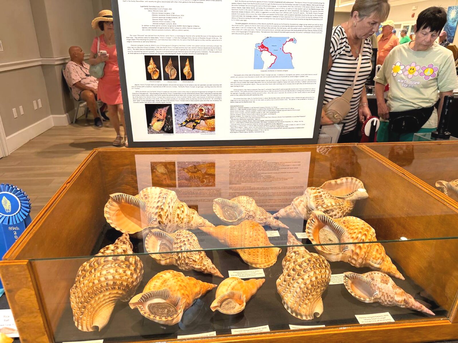 Large Charonia triton trumpet shells with research display panel