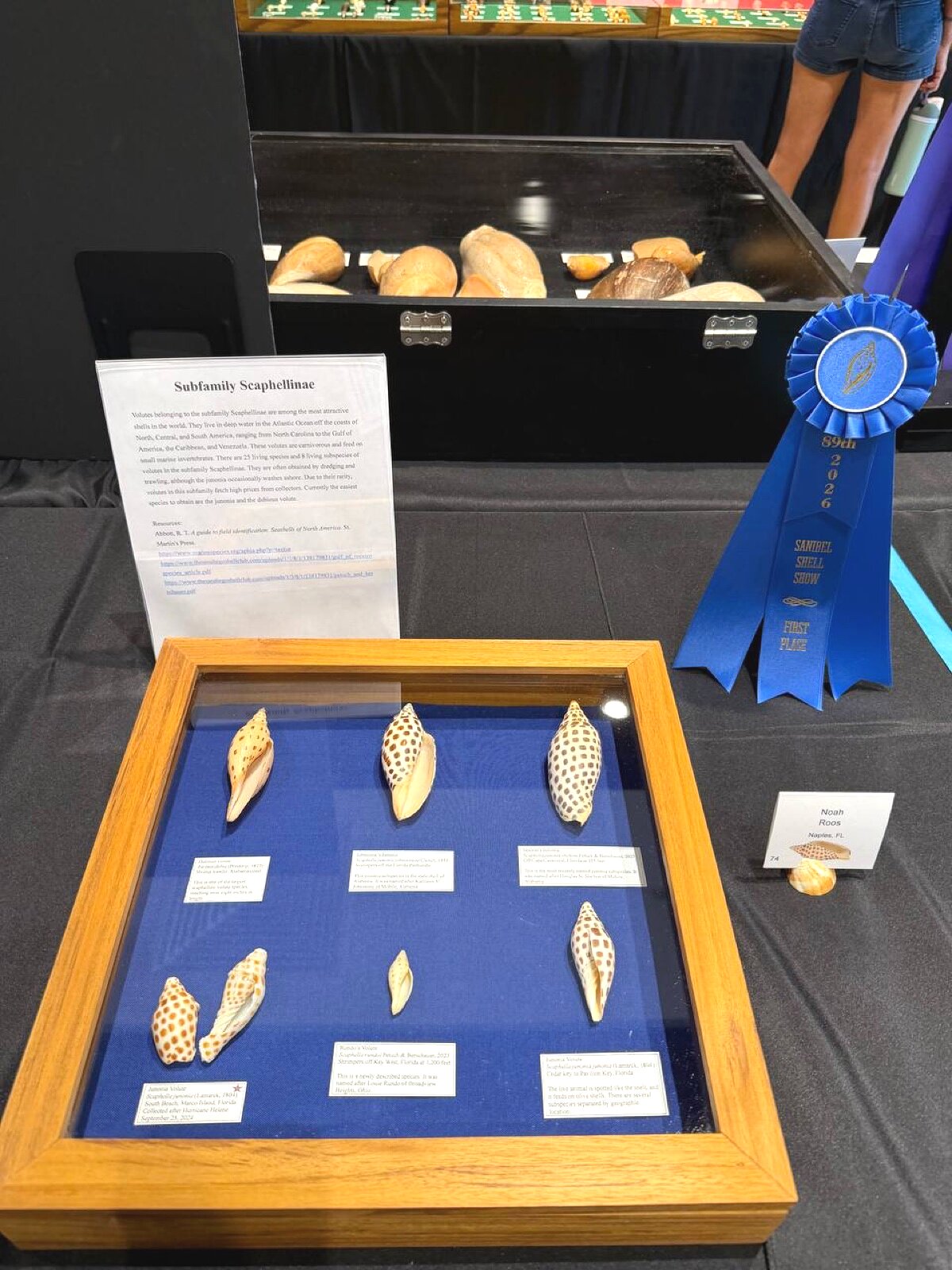 Scaphellinae volute collection on blue velvet — first place blue ribbon, Noah Roos
