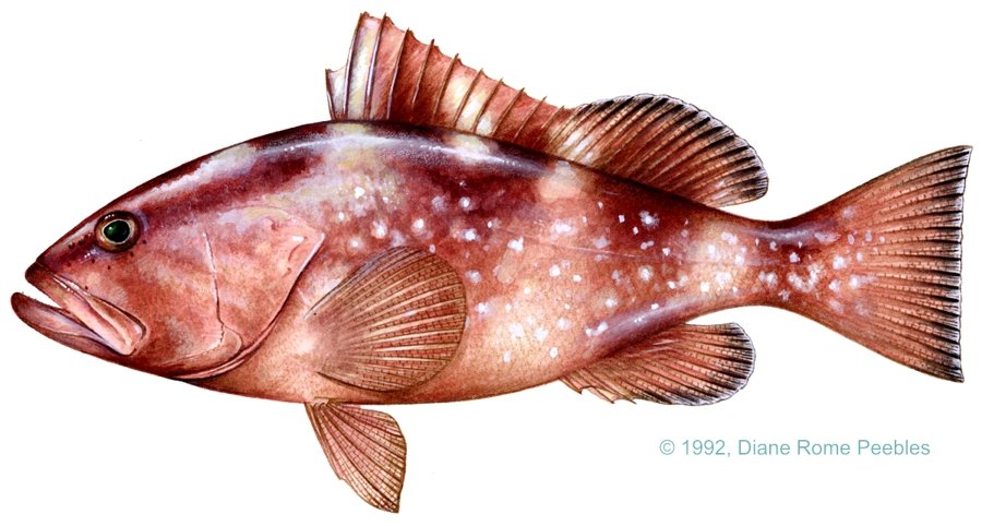 Grouper — illustration by Diane Rome Peebles