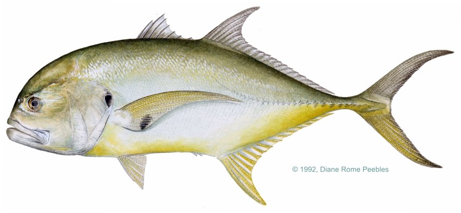 Jack Crevalle — illustration by Diane Rome Peebles