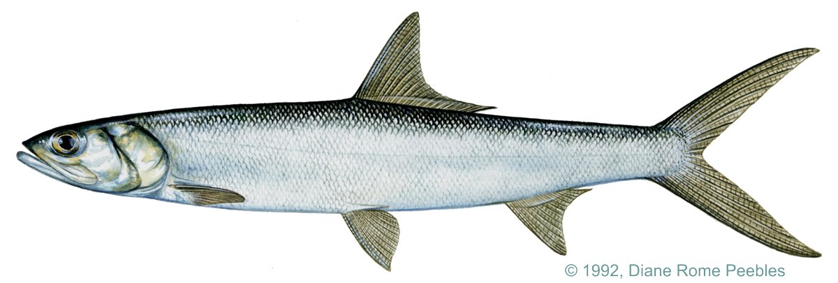 Ladyfish — illustration by Diane Rome Peebles