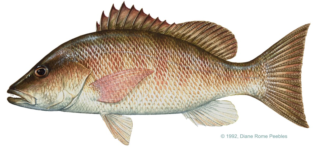 Mangrove Snapper — illustration by Diane Rome Peebles