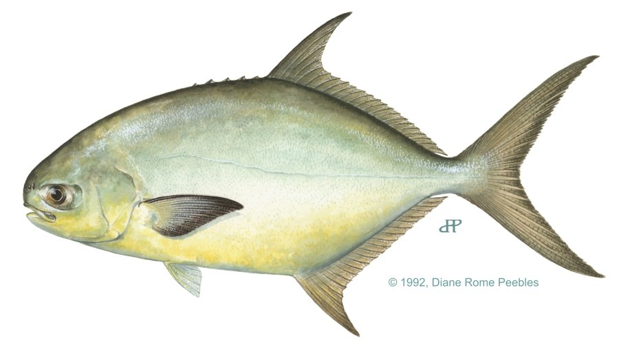 Pompano — illustration by Diane Rome Peebles