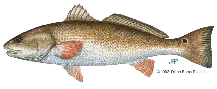 Redfish — illustration by Diane Rome Peebles