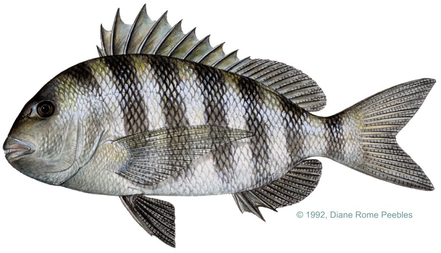 Sheepshead — illustration by Diane Rome Peebles