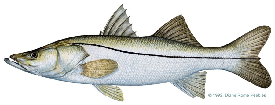 Snook — illustration by Diane Rome Peebles