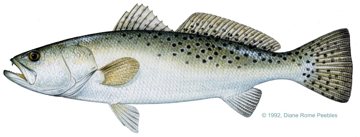 Spotted Seatrout — illustration by Diane Rome Peebles