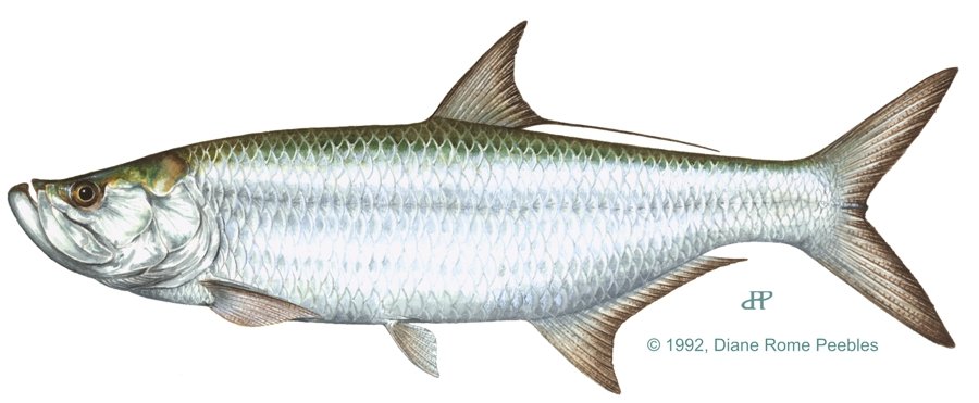 Tarpon — illustration by Diane Rome Peebles